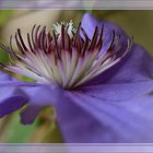 Clematis