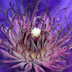 Clematis