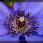 Clematis Bleu