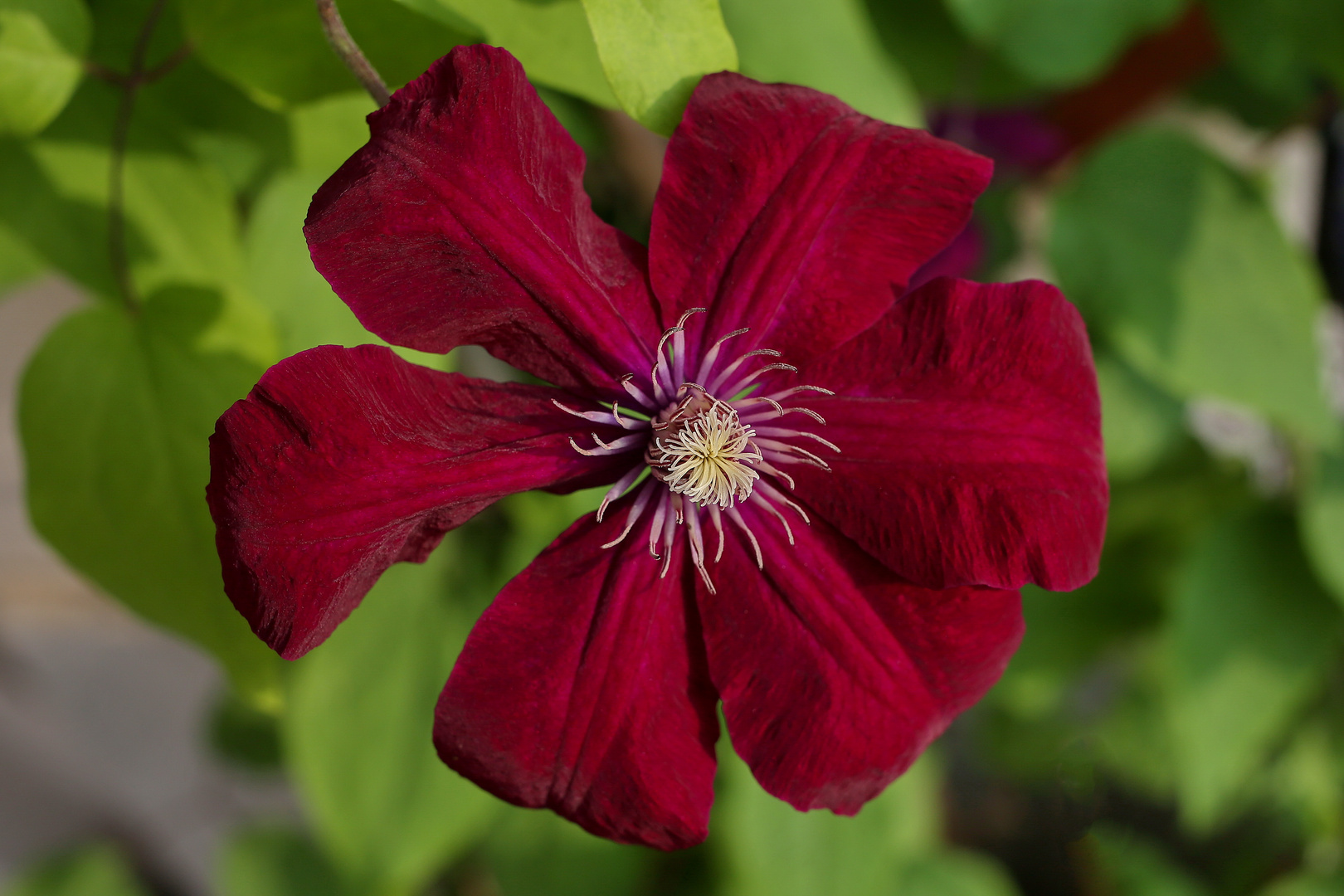 Clematis Bloom - Ambient Light