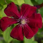 Clematis Bloom - Ambient Light