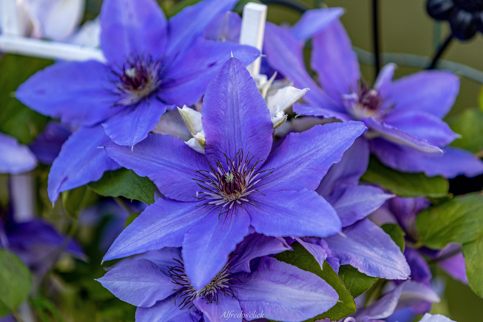 Clematis Blue