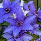 Clematis Blue