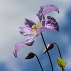 Clematis "Blue Angel"