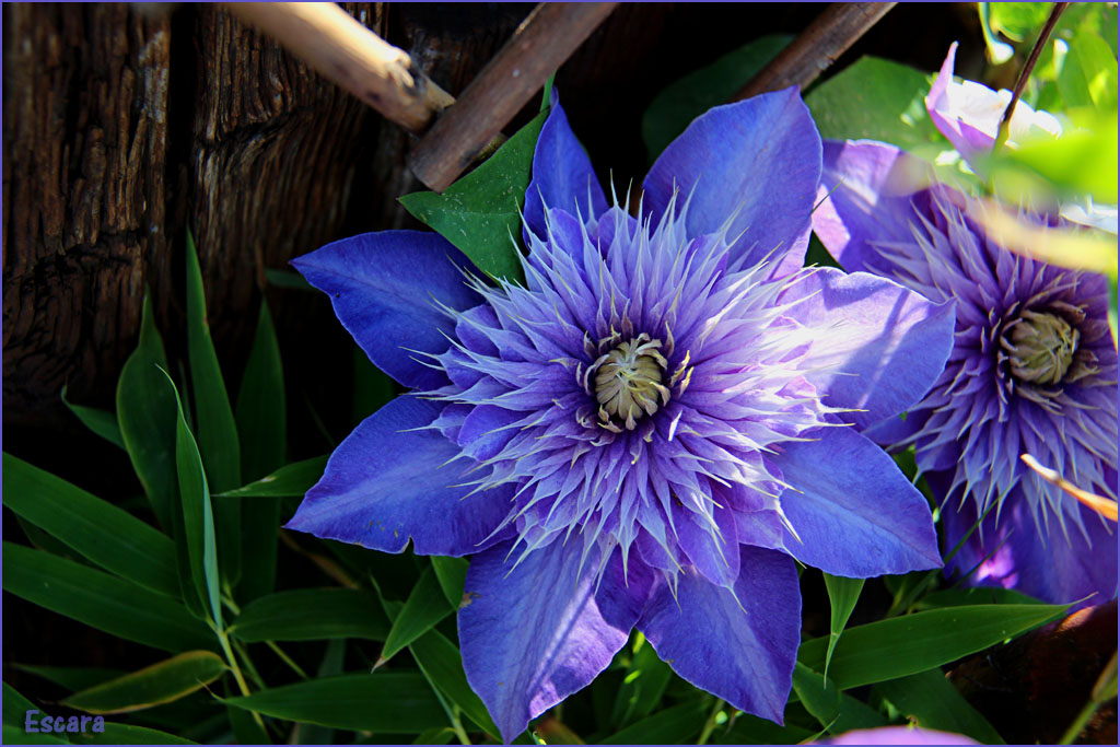 Clematis - Blue Monday