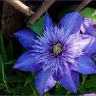 Clematis - Blue Monday