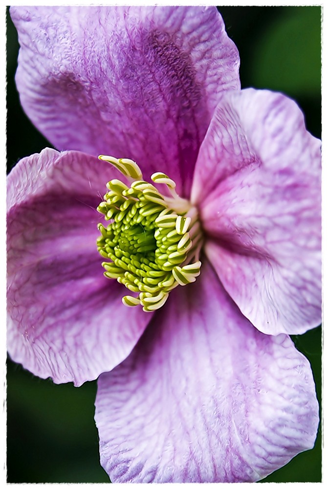 Clematis-Blüte