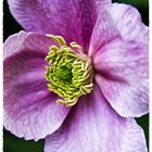 Clematis-Blüte