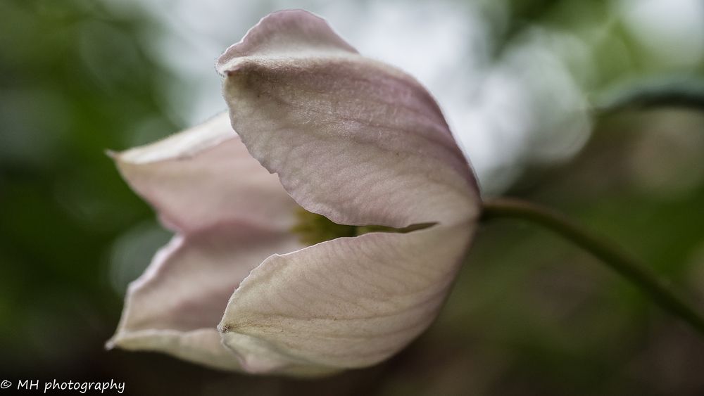 Clematis Blüte #2