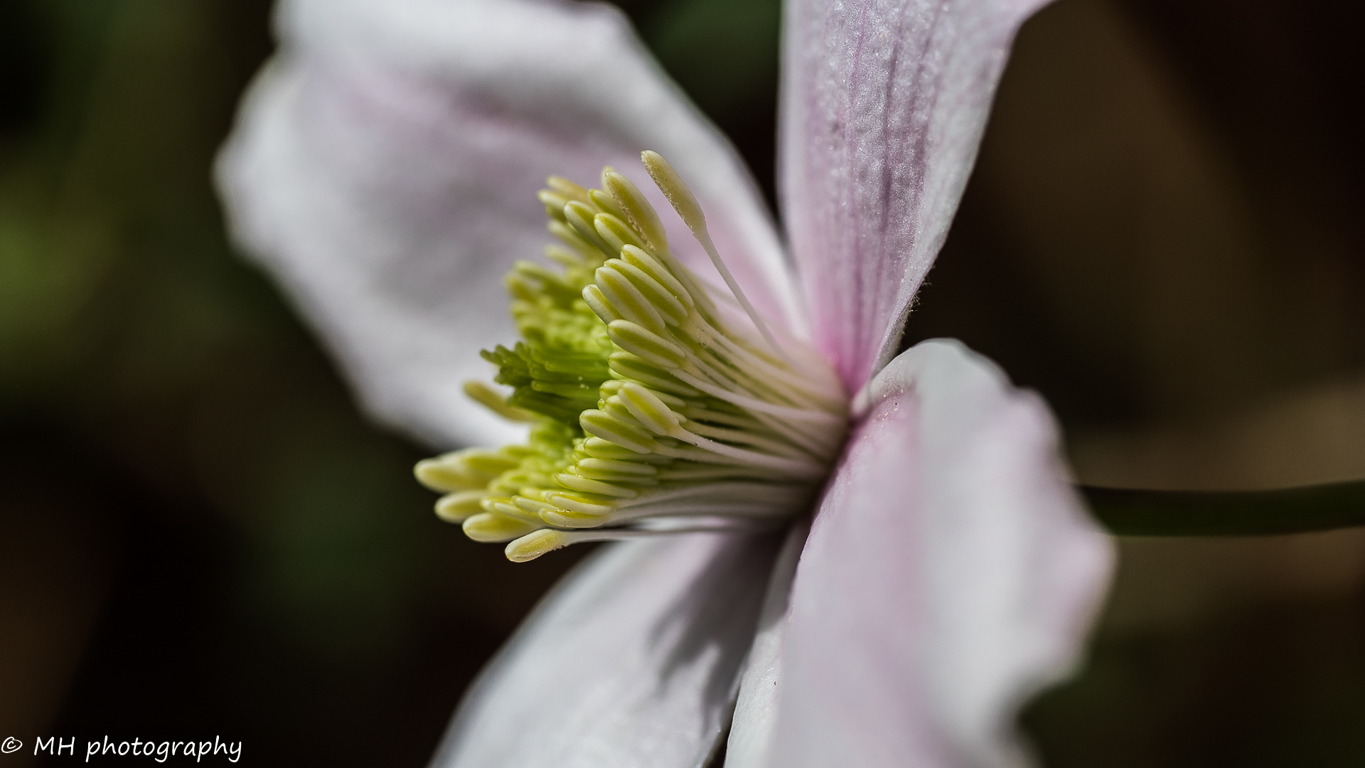 Clematis Blüte #3