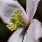 Clematis Blüte #3