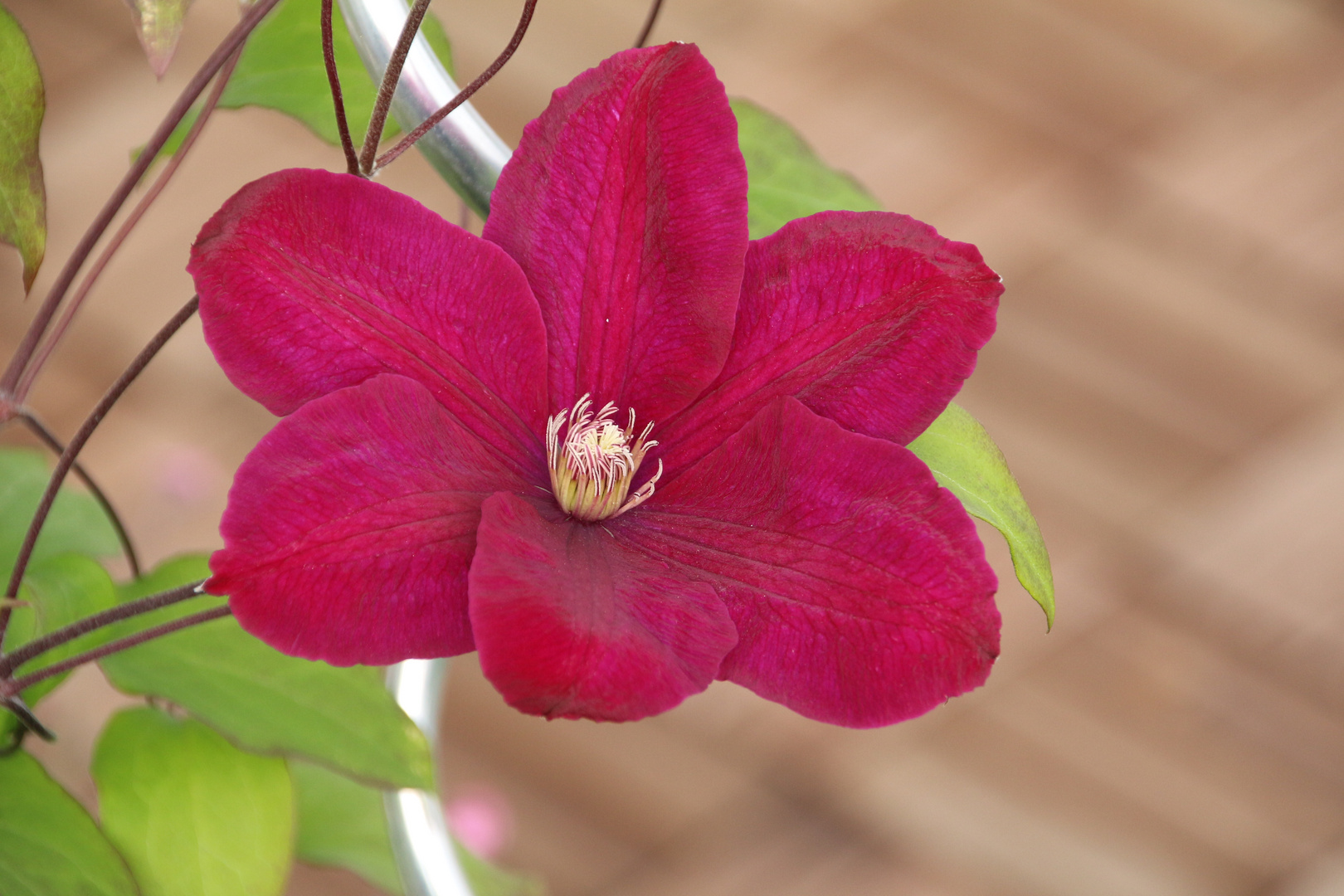 Clematis Blüte