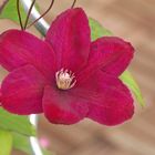 Clematis Blüte