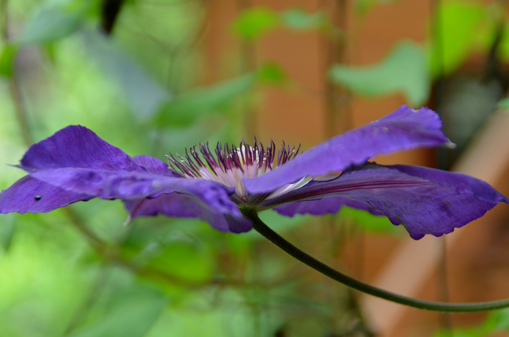 Clematis-Blüte