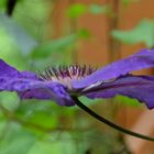 Clematis-Blüte