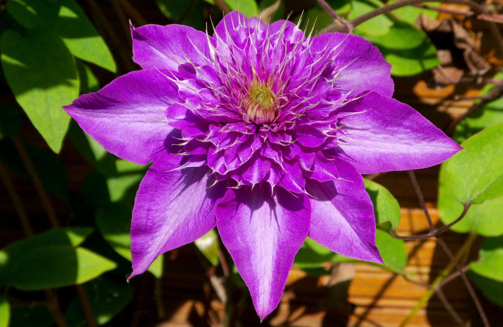 Clematis - Blüte