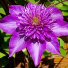 Clematis - Blüte