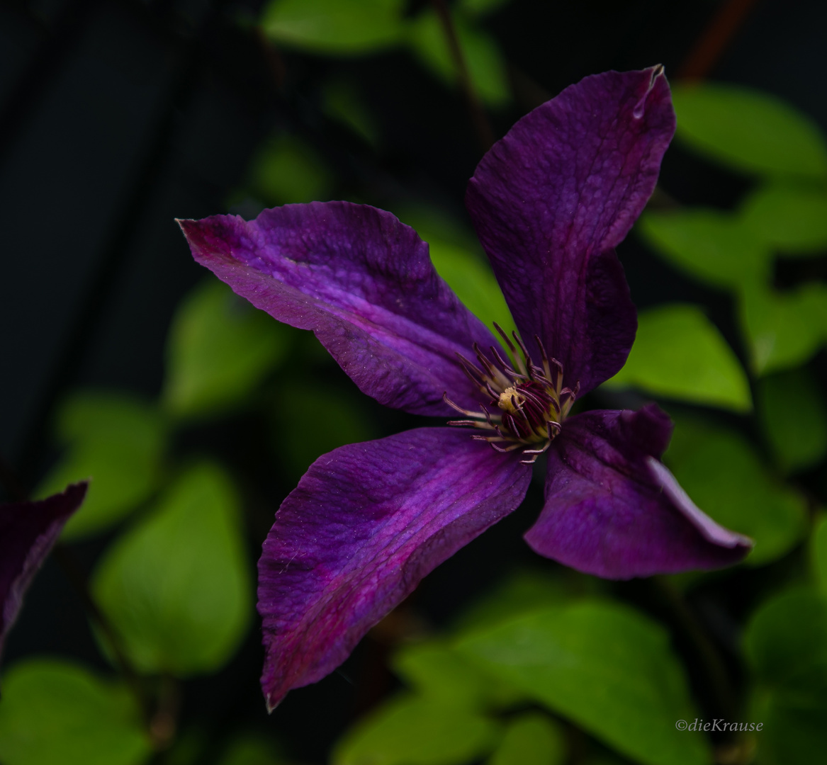 Clematis Blüte