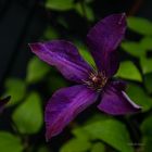 Clematis Blüte