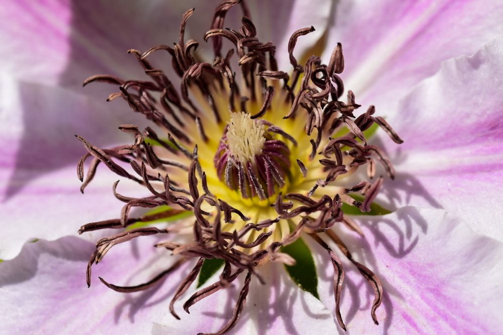 Clematis Blüte