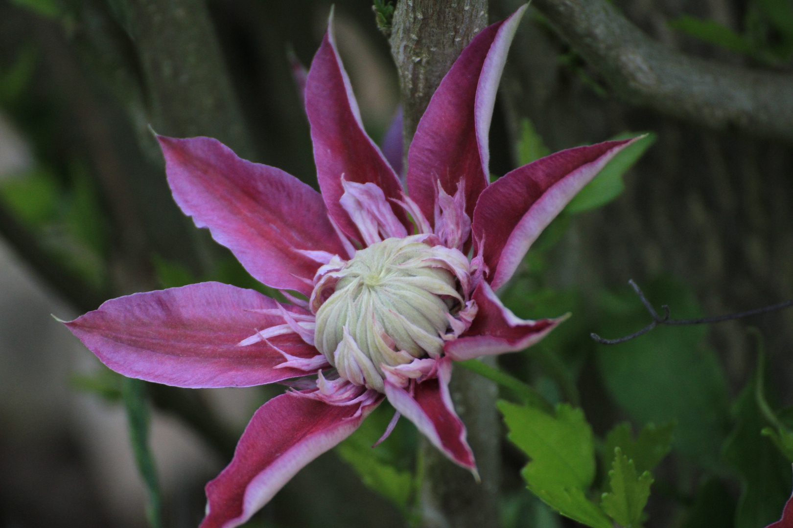 ClematisBlüte Foto & Bild fotos, frühling, himmel Bilder auf