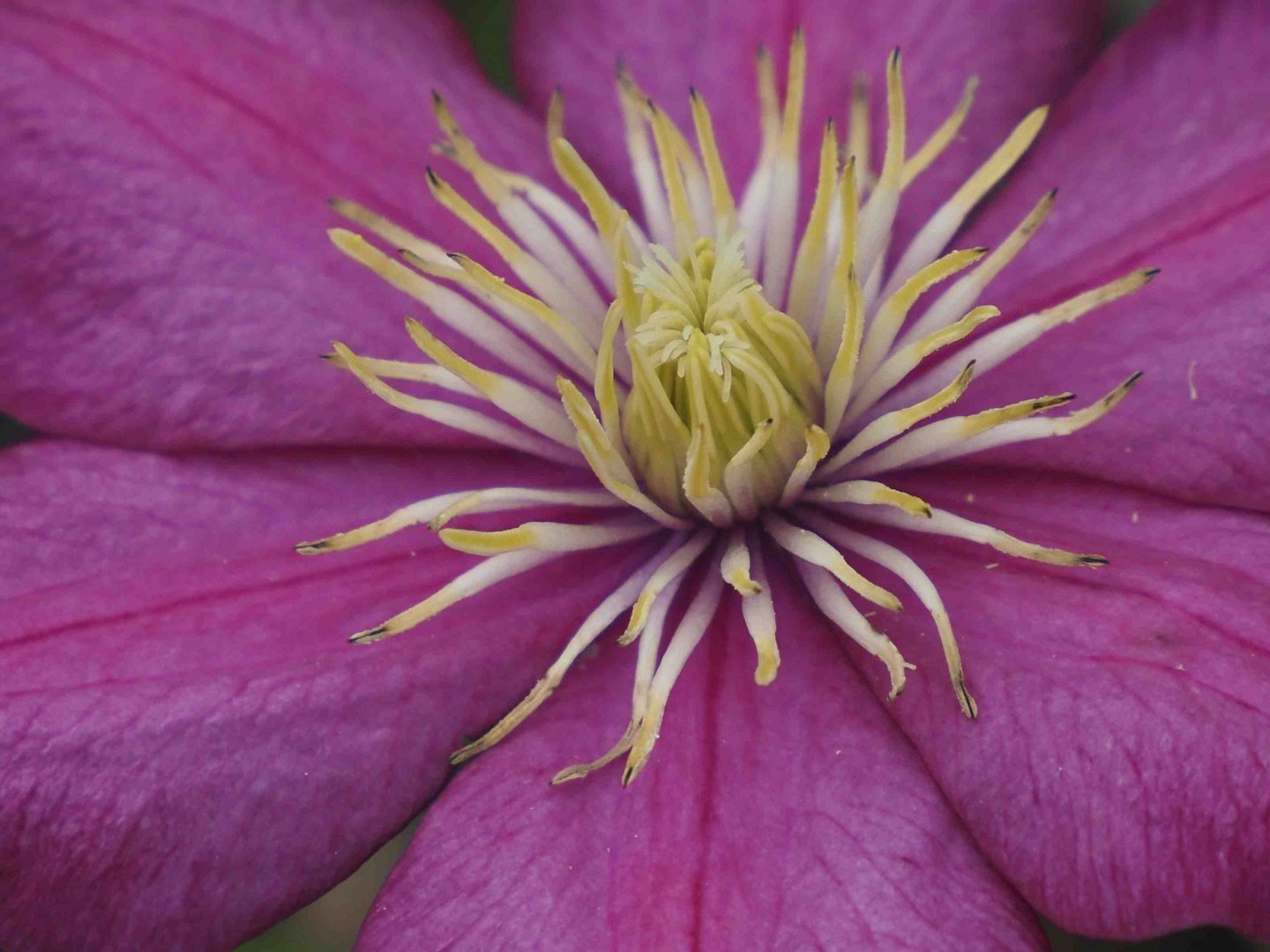 Clematis - Blüte