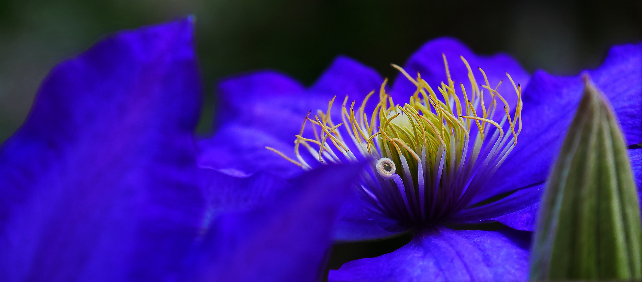 Clematis-Blüte im Detail