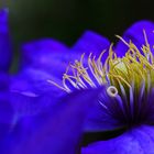 Clematis-Blüte im Detail