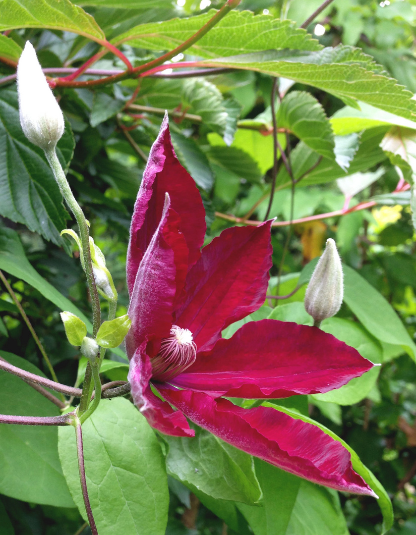 Clematis Blüte zum Mittwoch. 