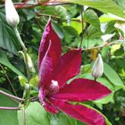 Clematis Blüte zum Mittwoch. 