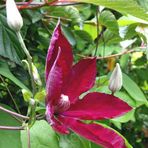 Clematis Blüte zum Mittwoch. 