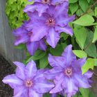 Clematis Blüten