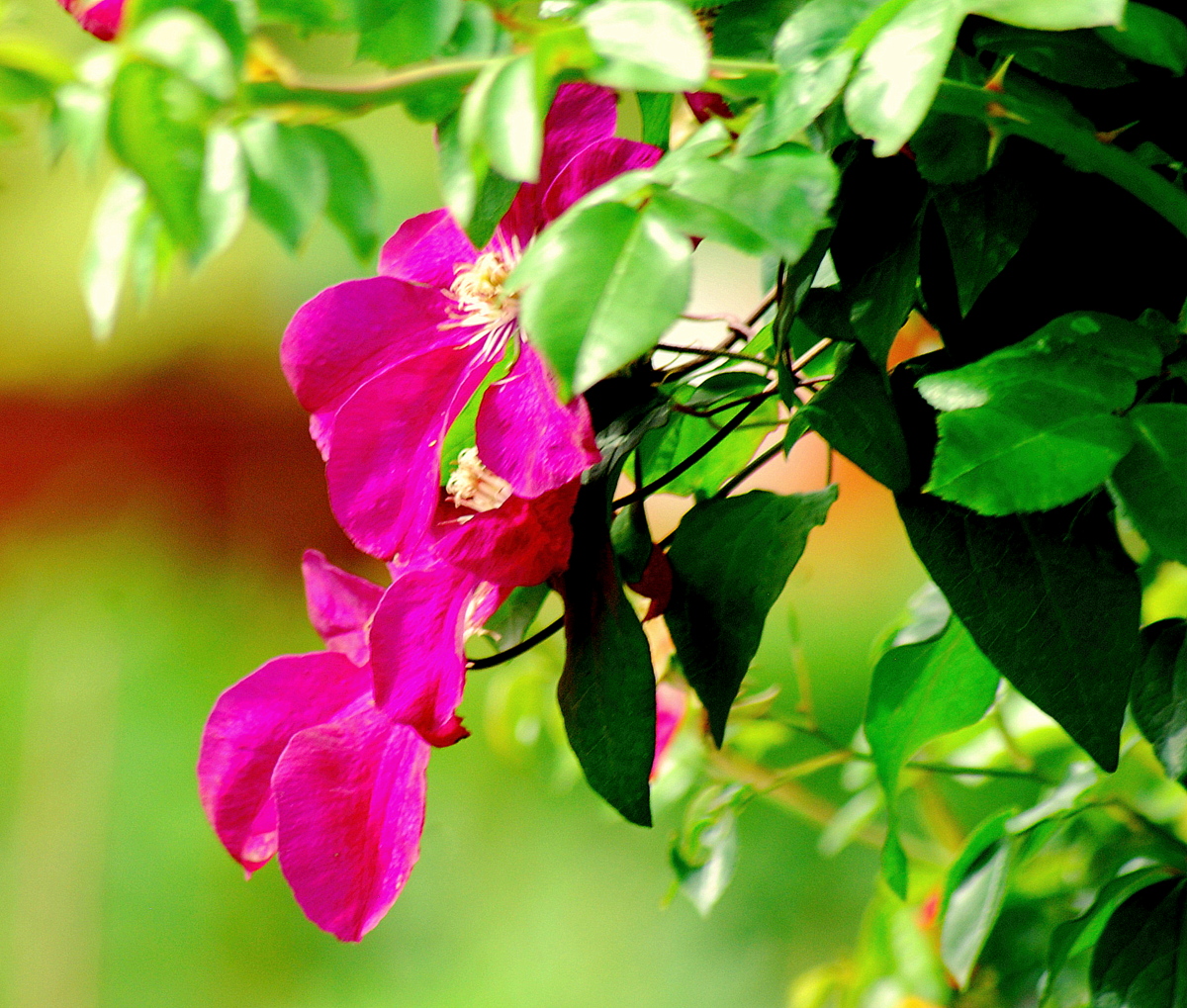 Clematis Blüten