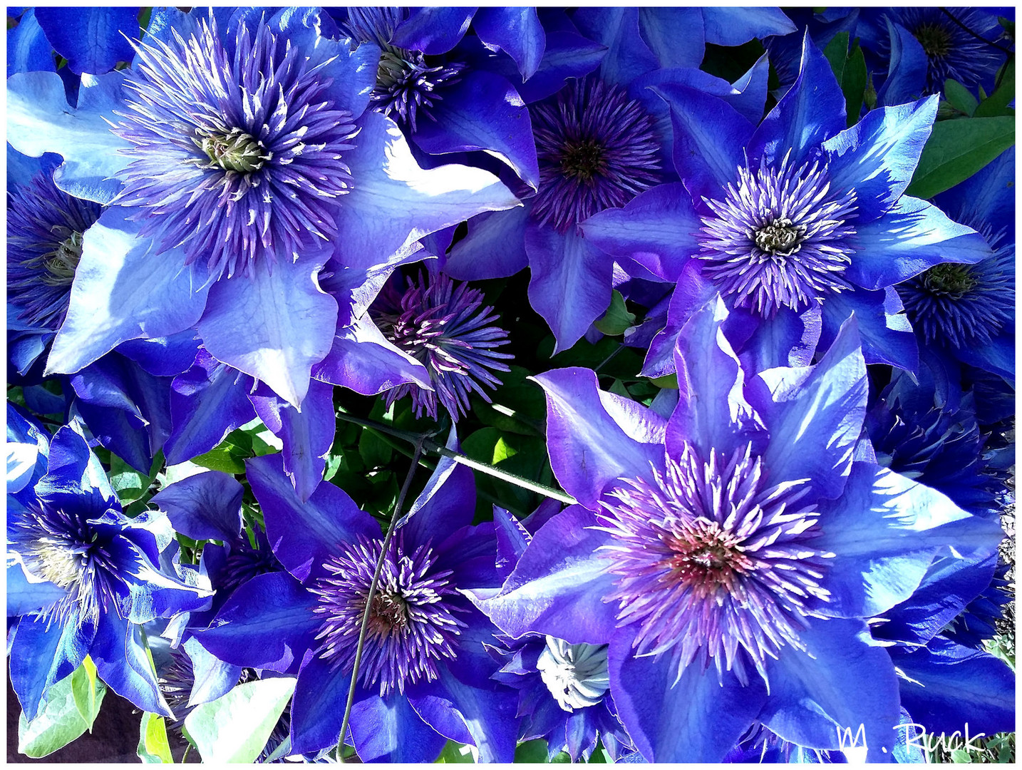 Clematis Blüten im Licht 