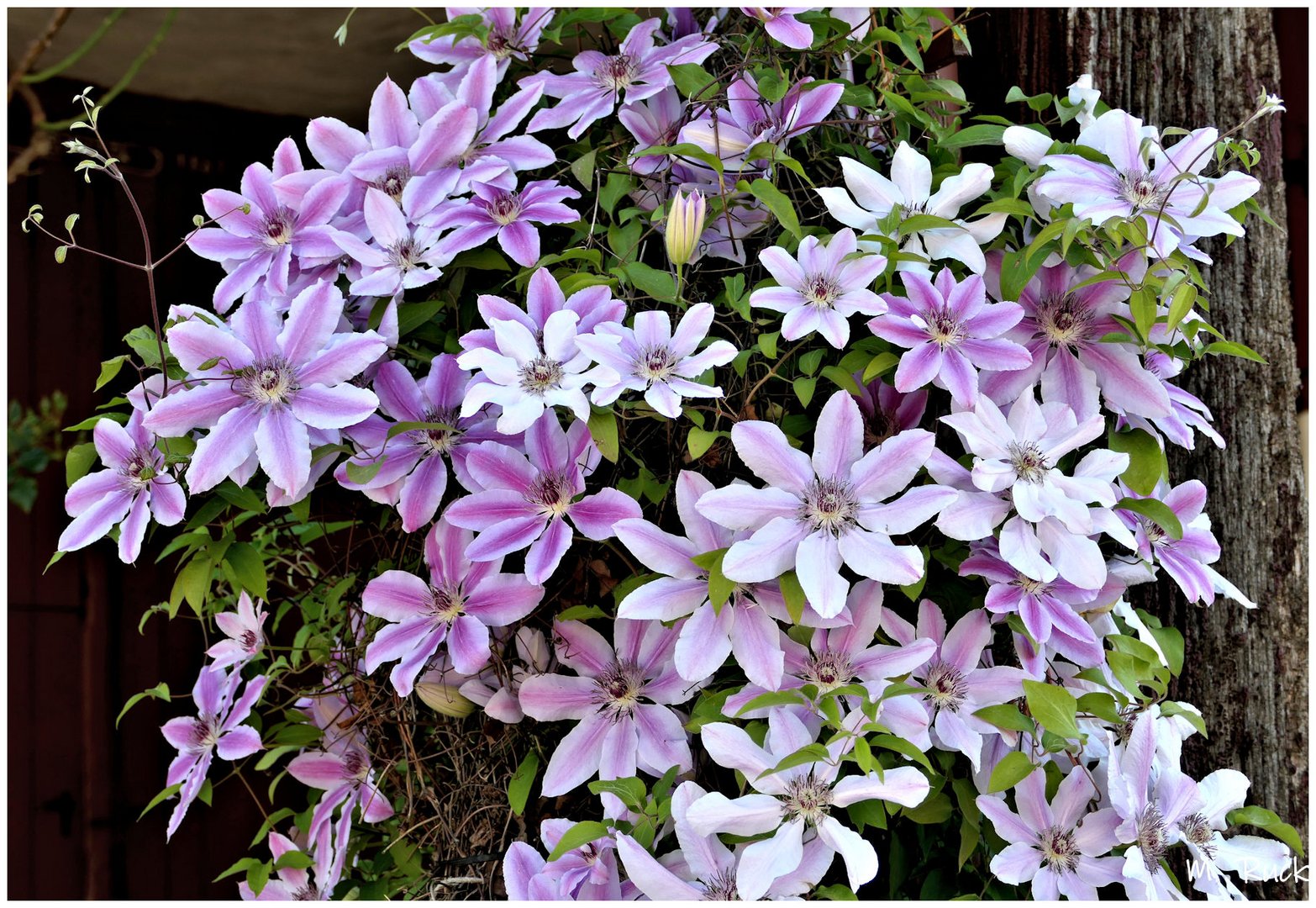 Clematis Blüten ,in ihrer ganzen Pracht . Foto & Bild pflanzen, pilze