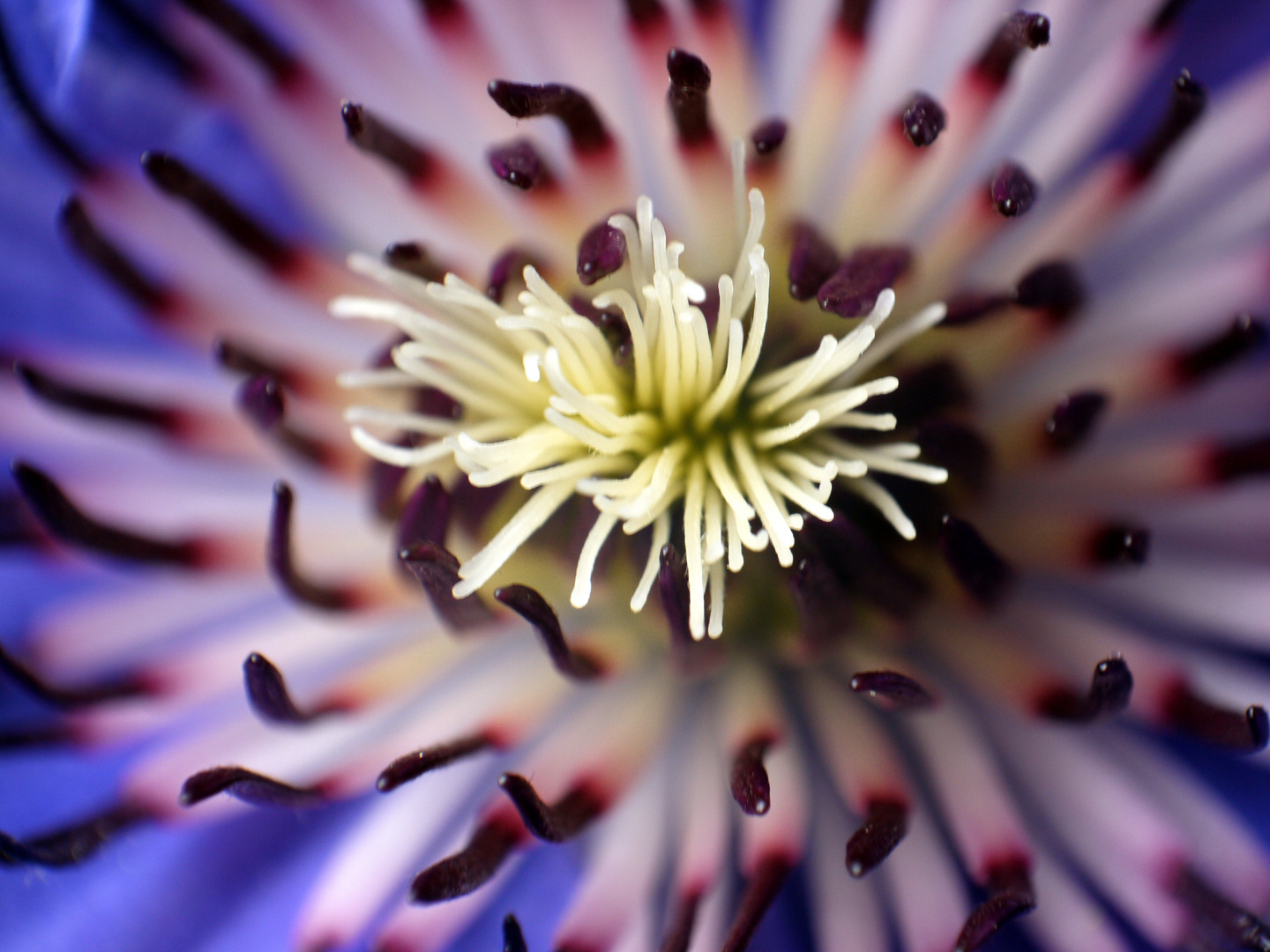 Clematis - Blütendetails