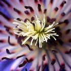 Clematis - Blütendetails