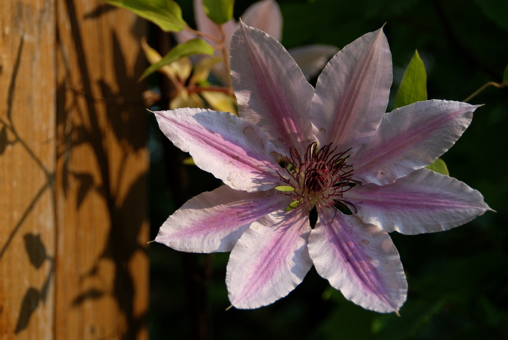 Clematis- Blüte"Nelly Moser"