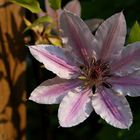 Clematis- Blüte"Nelly Moser"