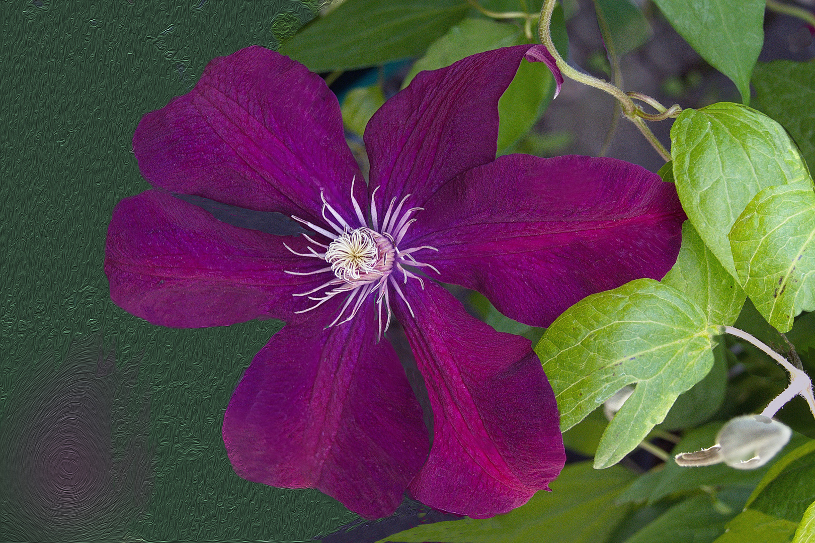 Clematis Bordeaux 