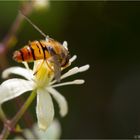 Clematis brevicaudata......