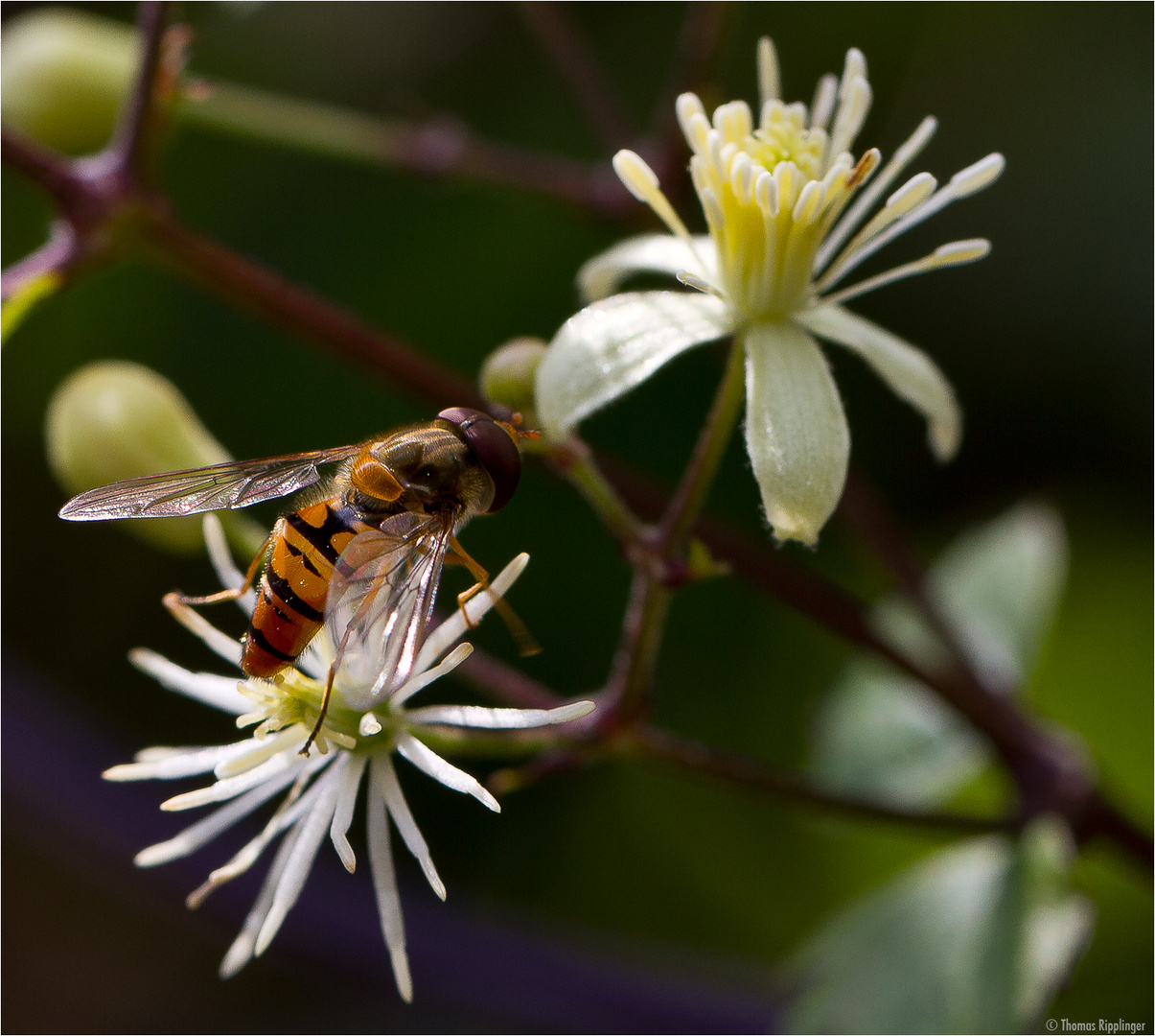 Clematis brevicaudata.......