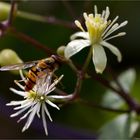 Clematis brevicaudata.......