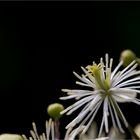 Clematis brevicaudata....