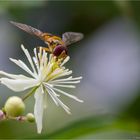 Clematis brevicaudata.