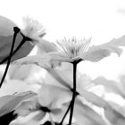 Clematis (b/w-Impression)