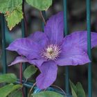 ~  Clematis  ~