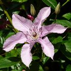 Clematis