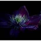 Clematis