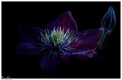 Clematis